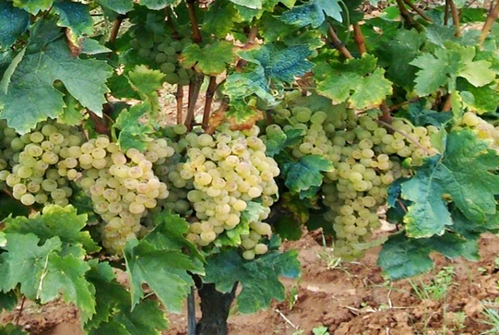 Tempranillo blanco, menuda mutación genética