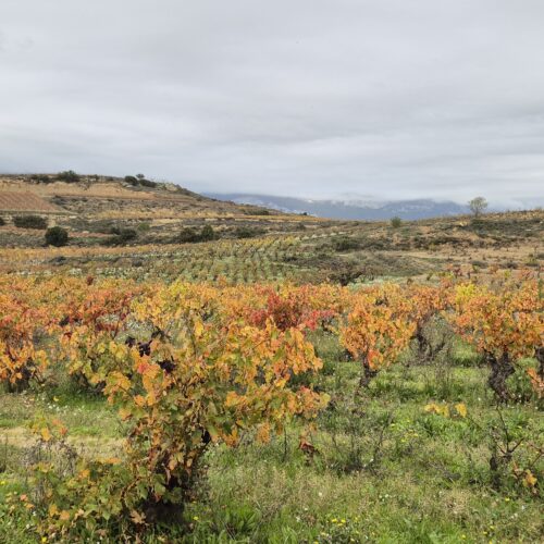 Rioja, una experiencia para los sentidos